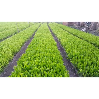 500 GRAM HẠT GIỐNG KEO LAI . ( Tỷ lệ nãy mầm cao ).