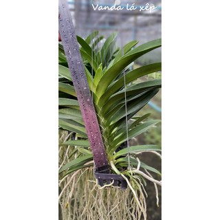 Vanda lá xếp trưởng thành