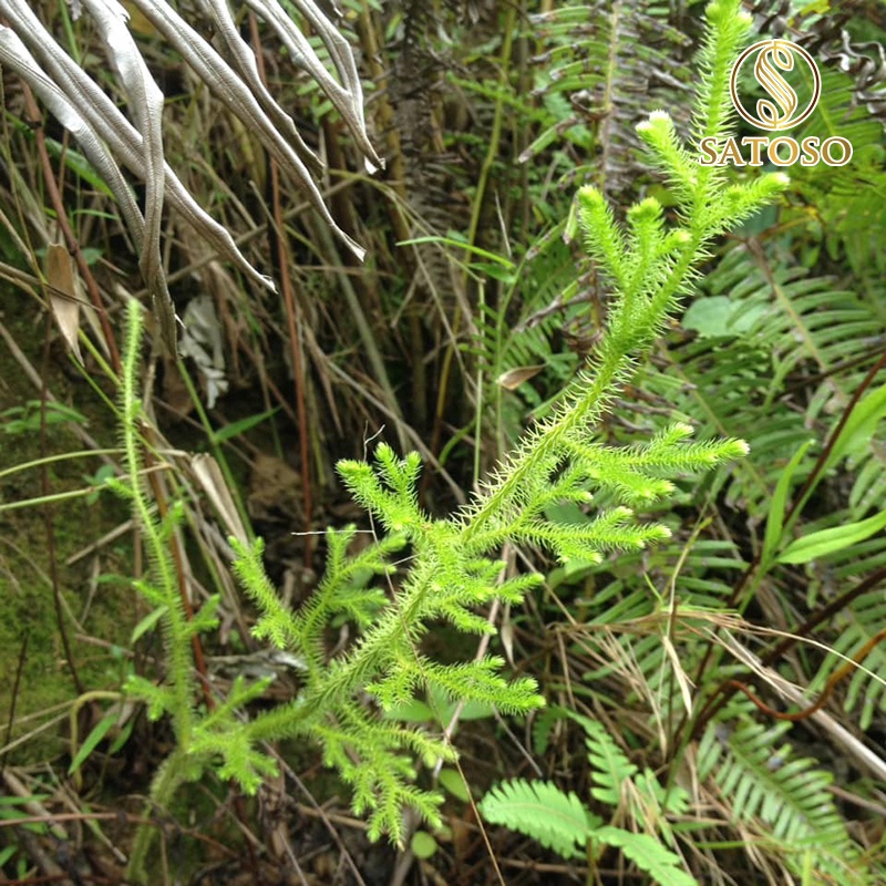 Cây thông đất khô SATOSO 1kg thượng hạng SA38
