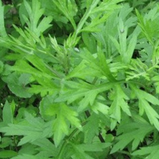 Cây giống ngải cứu