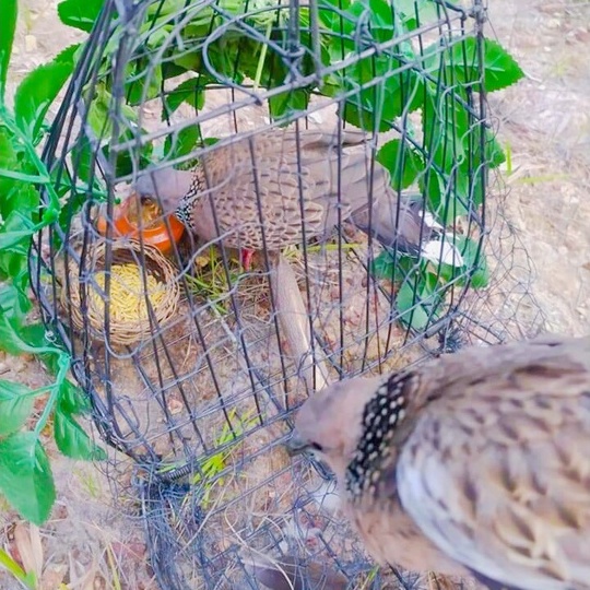 Lụp Bẫy Chim Cu Gáy Rẻ Nhất Thị Trường