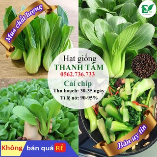 [ bán chạy ] hạt giống cải thìa(cải chip)-20g (tặng kèm 20 hạt cải kale khủng long)