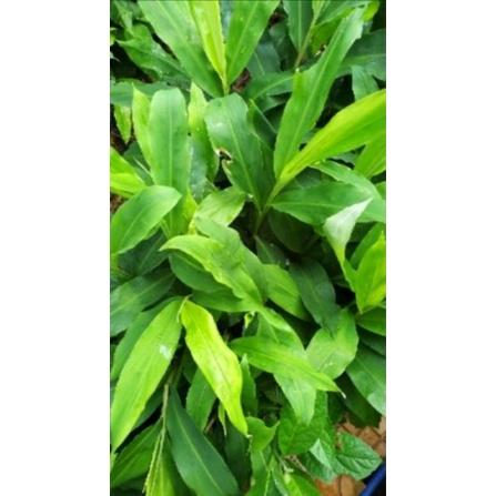 1 Ký Gừng gió rừng tươi chuẩn 100%