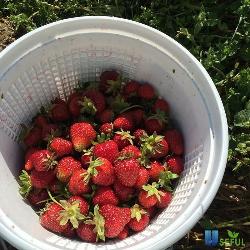 HẠT GIỐNG DÂU TÂY KHỔNG LỒ Strawberry Red - dâu tây - 50 hạt