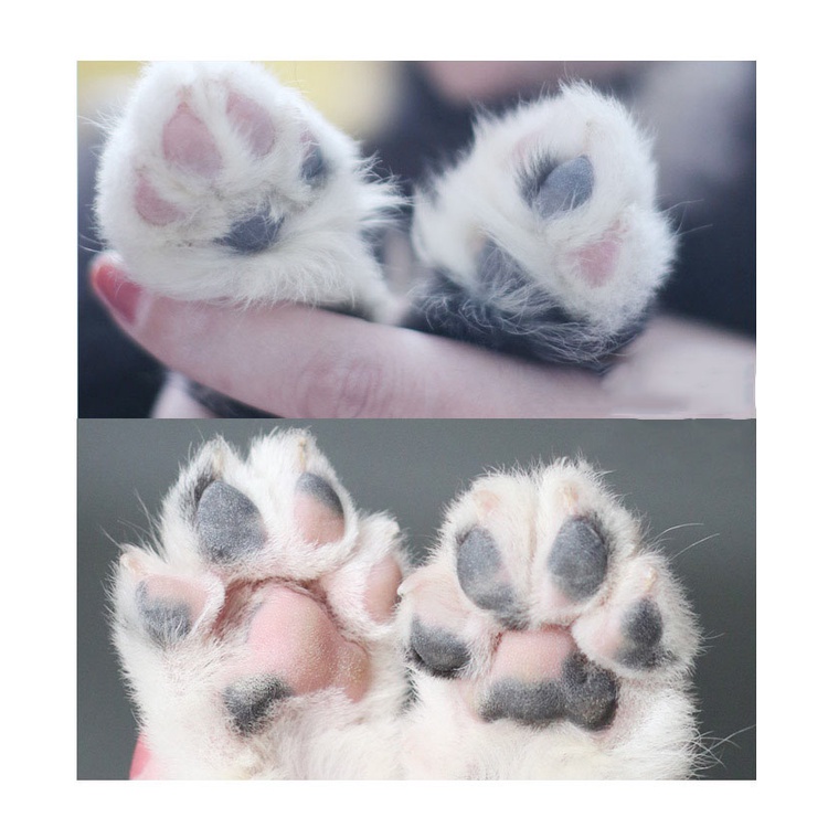 Tông Đơ Cạo Tỉa Lông Bàn Chân Cho Thú Cưng Chó Mèo TL8125 MIAOCAT