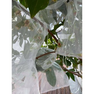 Cây 🌲 Mận  An phước...1m6