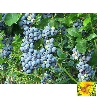 Hạt giống Việt quất (30 hạt)