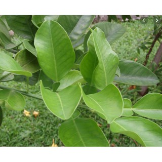 Lá Bưởi tươi (1kg)