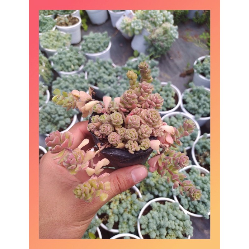 Sen đá sedum hoa hồng pháp Đà Lạt size bé cây cảnh trang trí nhà cửa Lolita garden
