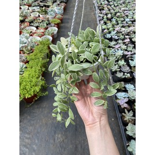 Chậu treo hạt dưa