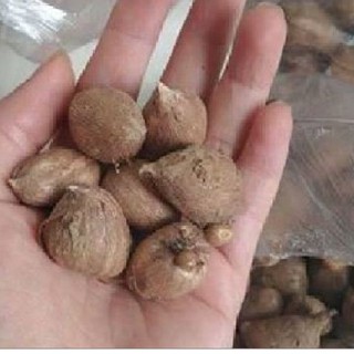 Củ giống hoa lan nam phi hoa màu trắng ( mỗi củ tặng kèm 1 viên nén ươm củ)