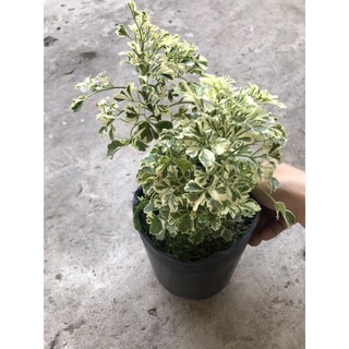 caykiengsadec Đinh lăng cảm thạch + Tặng Phân Bón