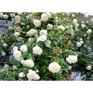 Hồng cổ Bạch xếp trưởng thành(cây nguyên bản)