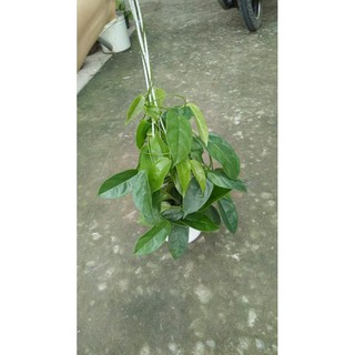 Lan cẩm cù vàng- cây lớn