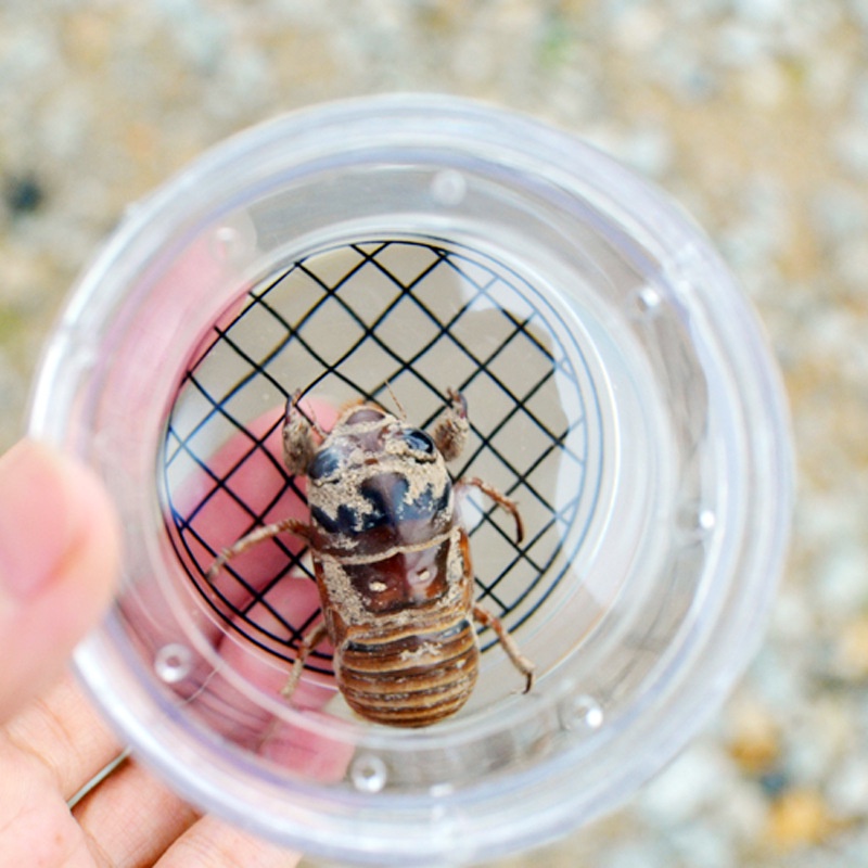 Đồ Chơi Kính Lúp Quan Sát Côn Trùng Ngoài Trời Dành Cho Trẻ Em