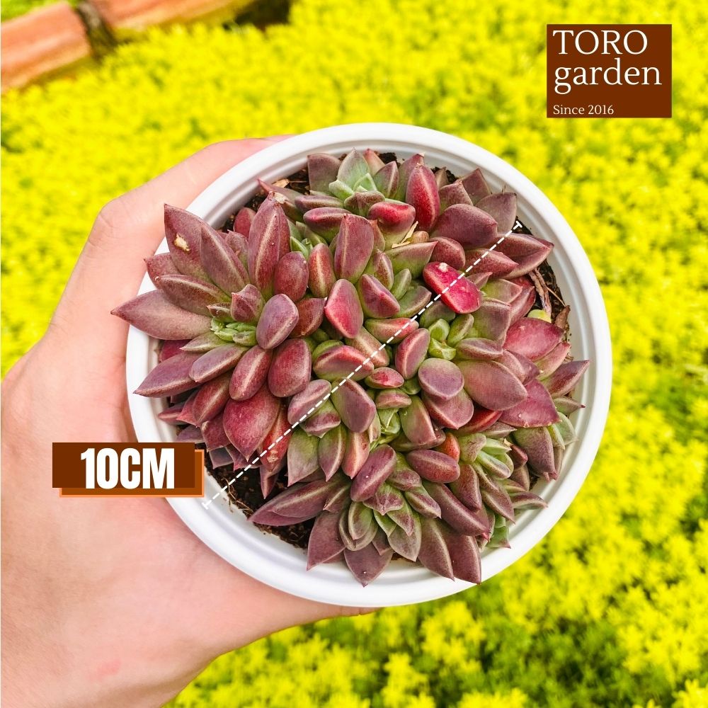 Sen đá mặt trăng Đà Lạt size trung bình cây cảnh trang trí nhà cửa Toro garden