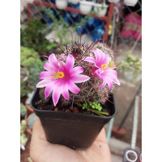 Xương rồng mami