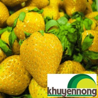 Hạt giống dâu tây vàng quả to chịu nhiệt 100 hạt