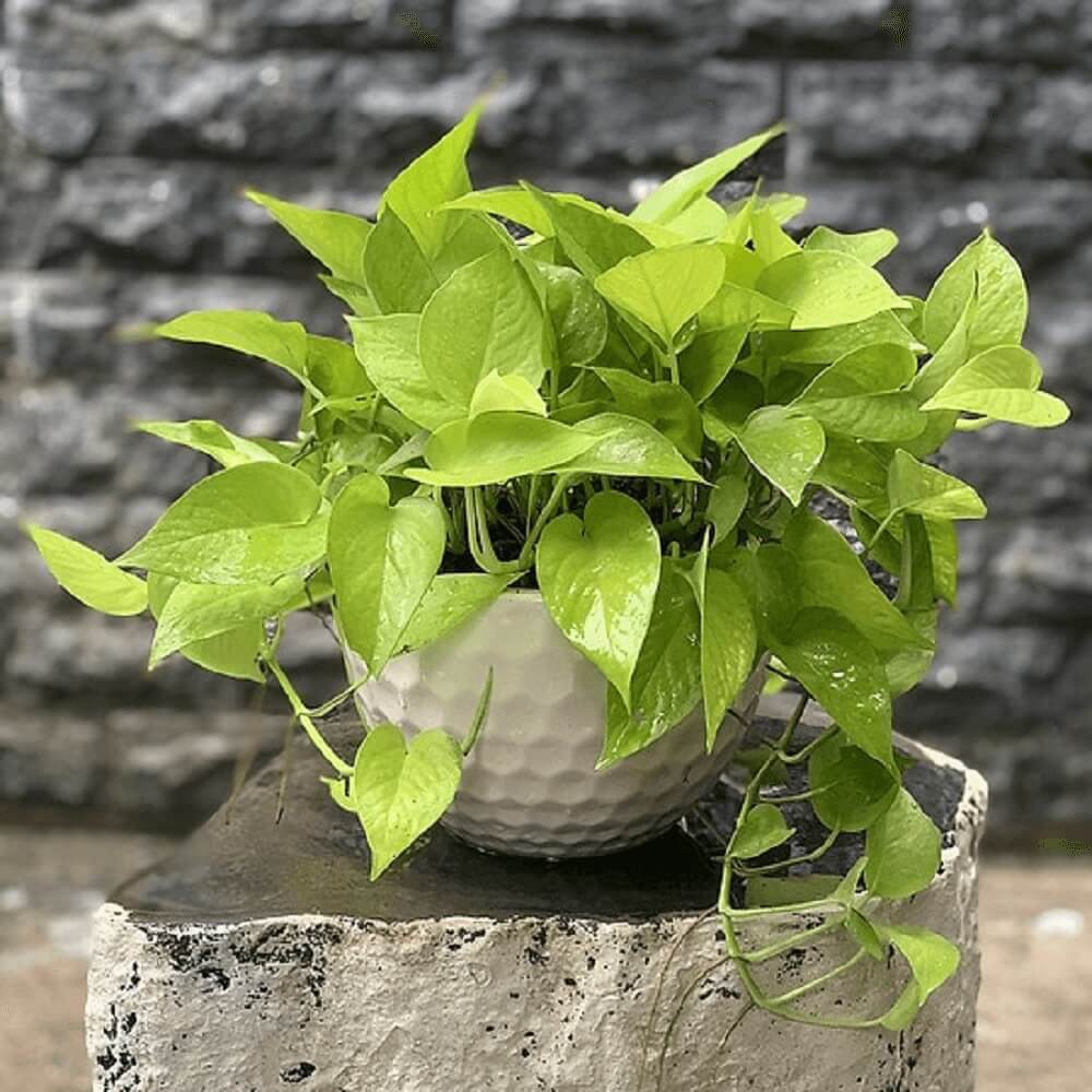 Chậu treo Epipremnum aureum Neon (Trầu Bà Vàng) chậu treo bí ngô