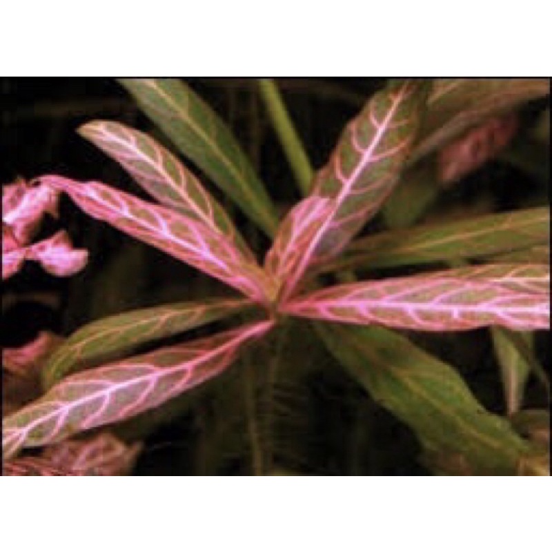 Hygrophila polysperma 'Rosanervig' - Cây SunSet - Cây Thủy Sinh Cắt Cắm