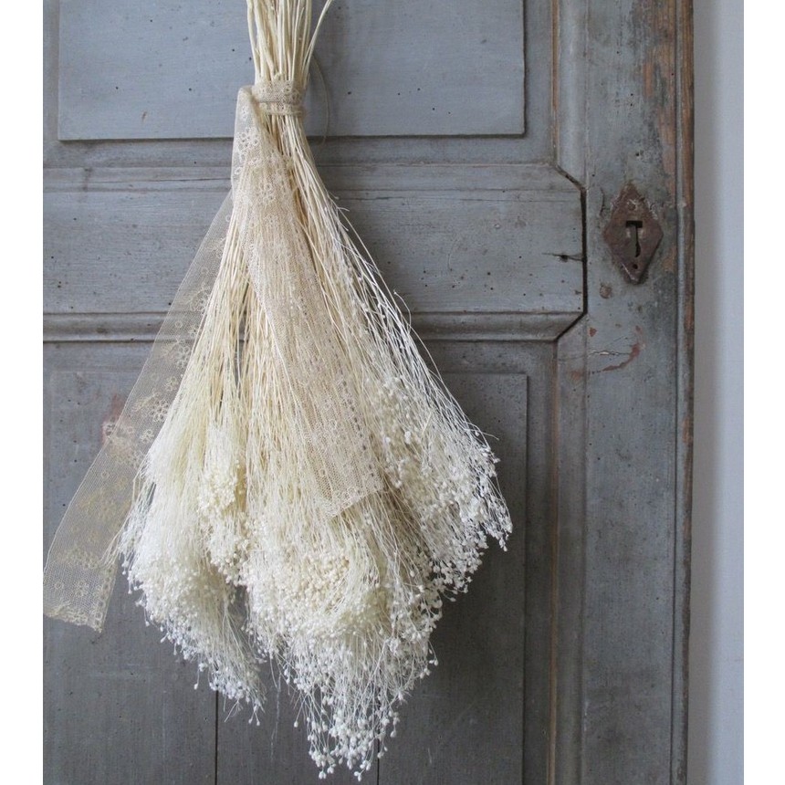 Hoa khô Decor ❤️FREESHIP❤️ Hoa khô Baby Broom Bloom trang trí phòng khách, chụp ảnh sản phẩm