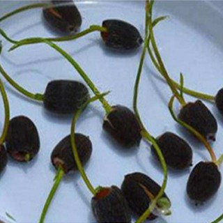 Hạt giống Sen Nhật mini - 10 hạt