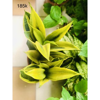 Chậu lưỡi hổ hoàng kim lớn, 3 thân, 50-60cm