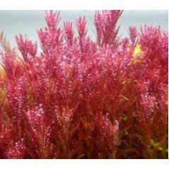Vảy ốc đỏ (Rotala Đỏ)