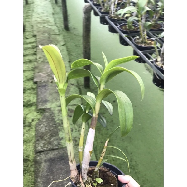 Hoa lan denro tím huế thơm
