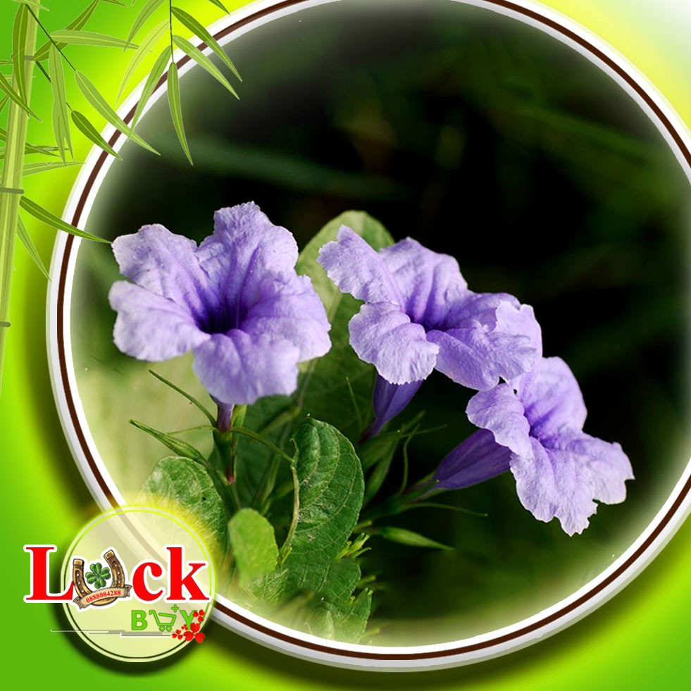 Sâm tanh tách - THUỐC QUÝ chữa bệnh SUY THẬN,THẬN HƯ