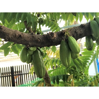 Hạt giống cây Khế tàu (Bilimbi)