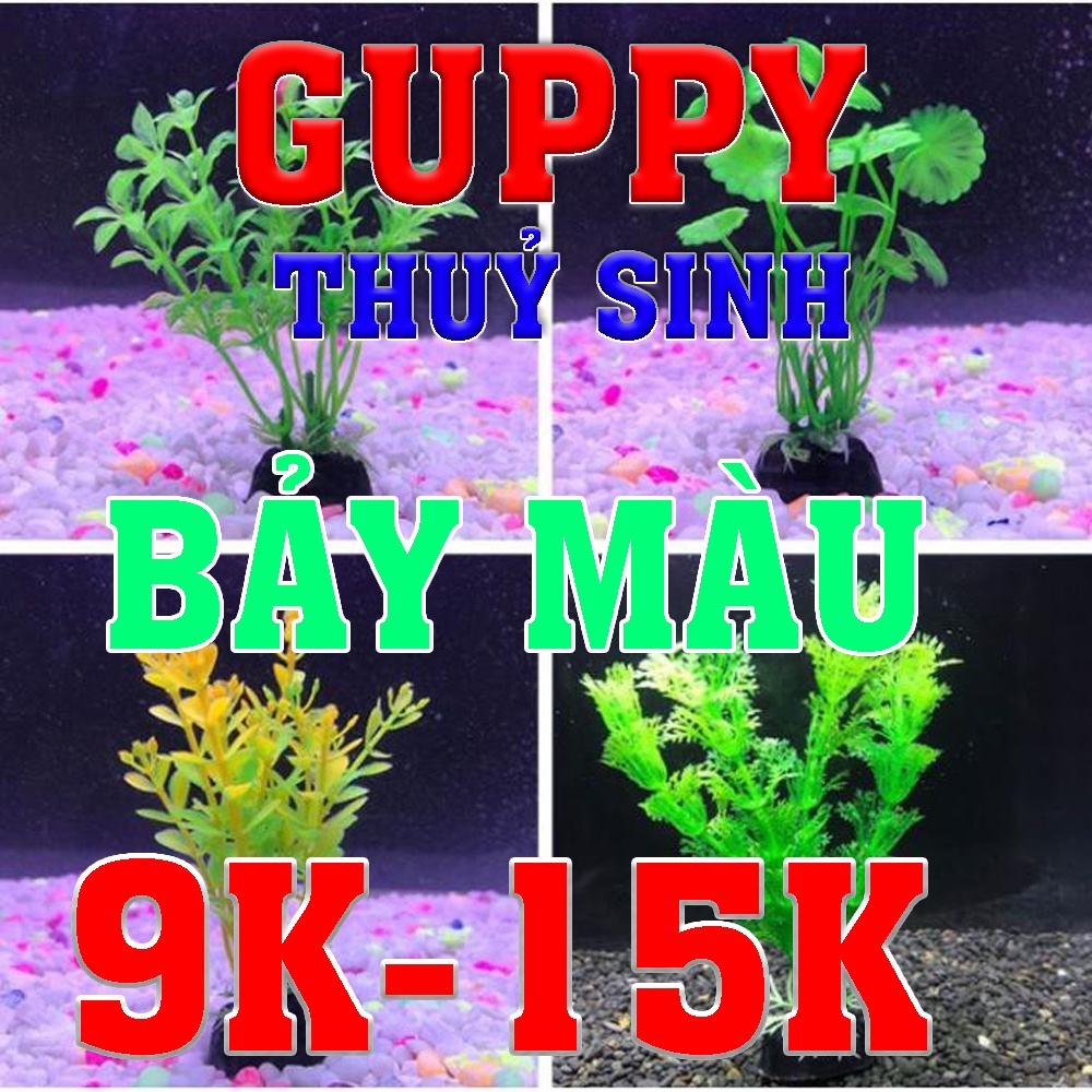 Trang trí hồ GUPPY thuỷ sinh 9k-15k