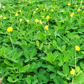 Hạt cỏ thảm lạc dại - gói 100g