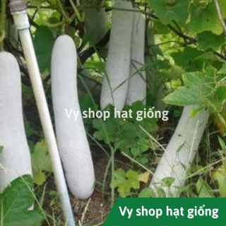 Hạt giống bí đao sáp (bí đao phấn trắng) nguyên gói 30 hạt