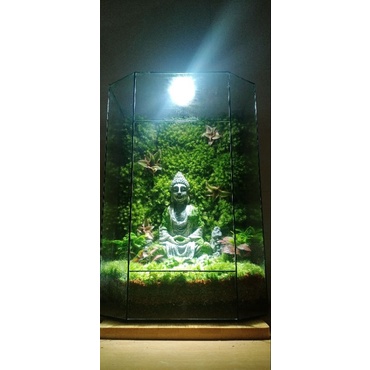 Hộp rêu mix 2 đến 3 loại làm terrarium