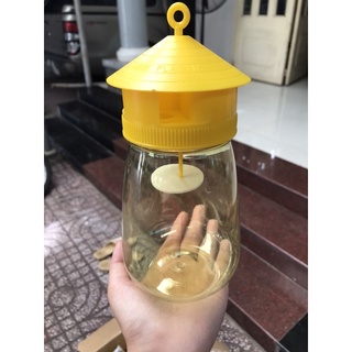 Bẫy Ruồi Vàng và Chất Dẫn Dụ