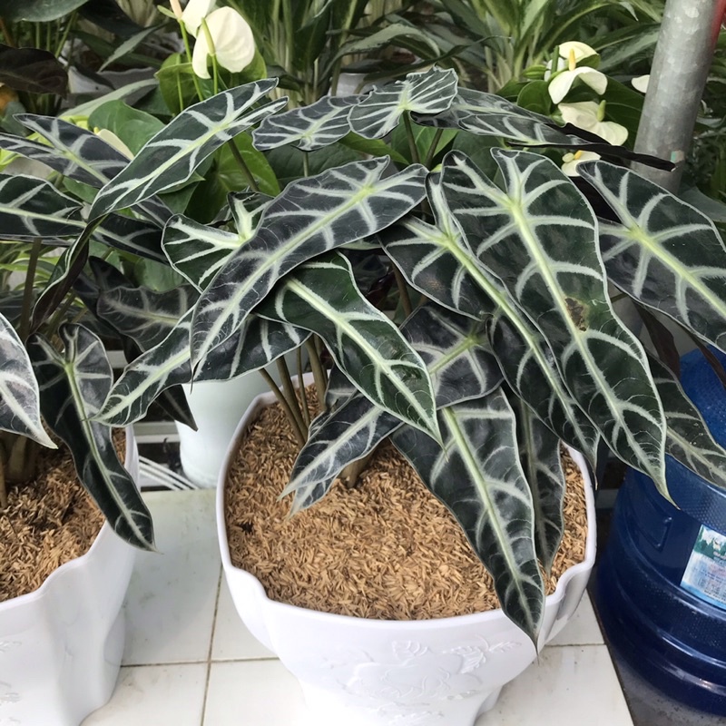 Vỏ trấu, vỏ thóc - Giá thể trồng cây tơi xốp 100g
