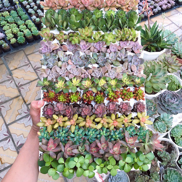 COMBO 10 loại Sen Đá Mini