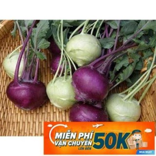 1g Hạt giống Su hào Tím (tặng gói kích nẩy mầm và hướng dẫn) LuckyseadTG