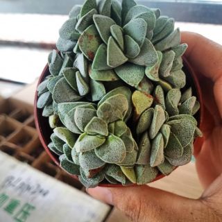 Sen đá Crassula springtime