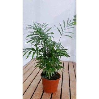 Cây cau tiểu trâm để bàn size nhỏ chậu nhựa