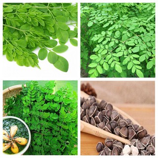 Hạt giống chùm ngây