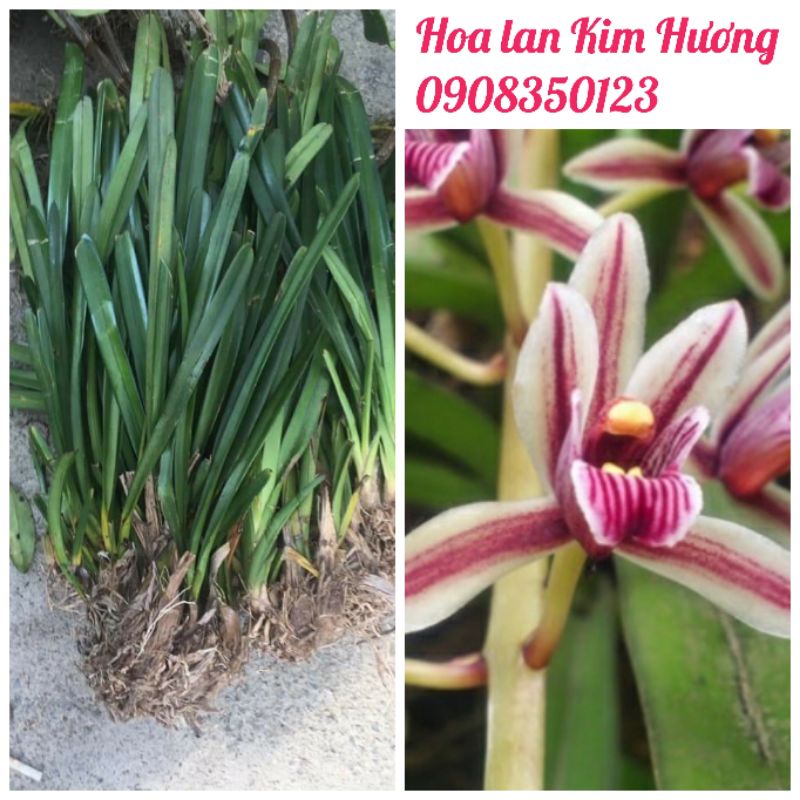 1kg lan kiếm rừng