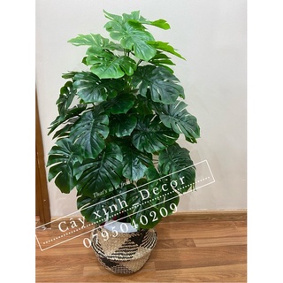 Trầu Bà xẻ 110cm loại đẹp