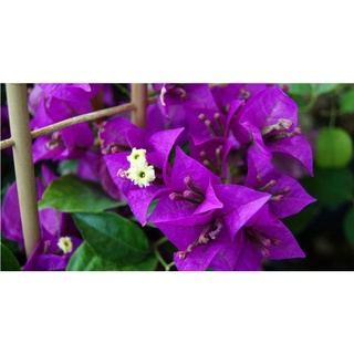 Cây 🌲 Giấy vạn hoa lầu  (tím Huế)