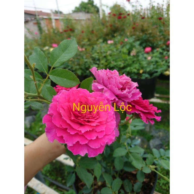 Cây hoa hồng ngoại Ramukan + Tặng (0,3kg) phân hữu cơ cao cấp