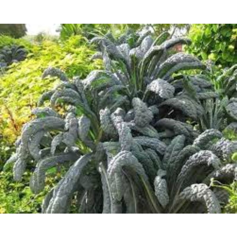 Hạt giống kale khủng long gói 100 hạt