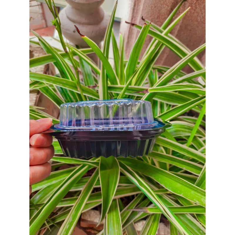 50 hộp HT12 đế đen nắp trong Tân Đông Phương