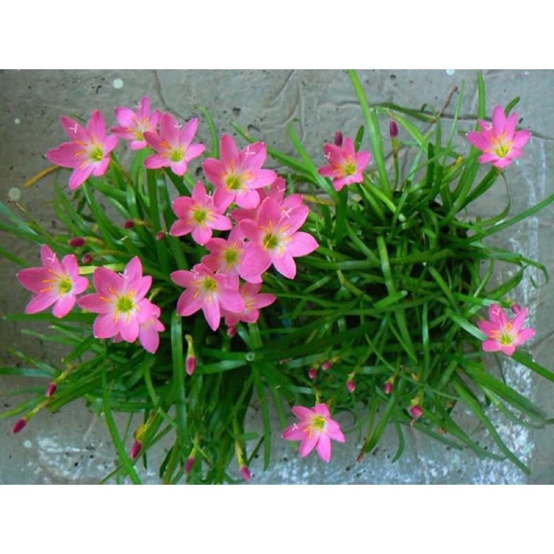 Củ hoa huệ mưa hồng tóc tiên