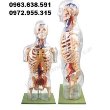 MÔ HÌNH GIẢI PHẪU THẦN KINH, MẠCH MÁU NỬA NGƯỜI